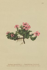 パープルマウンテンSaxifrage（Saxifraga oppositifolia） 作： German School
